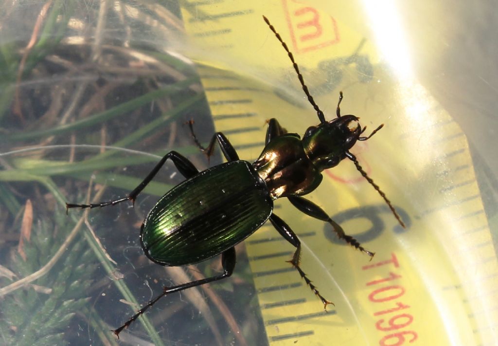 Carabidae: Pterostichus auratus  - prov. di Torino